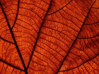 dry brown leaf texture ( teak leaf ), close up view
