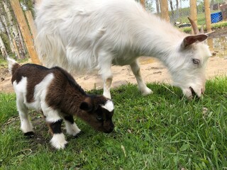 goat and baby eating grass on the farm 