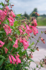 Penstemon Hewells Pink flowers in summer