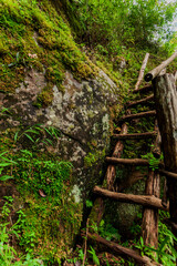 The rusty wooden ladder with various green plants in the rainforest 