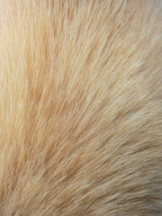 dog brown and white fur texture