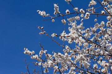 Cherry blossom branch in the park on a sunny spring day on blue sky background. Selective soft focus.