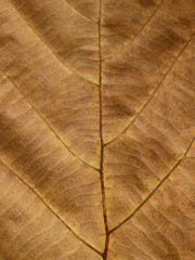 dry brown leaf texture ( teak leaf )