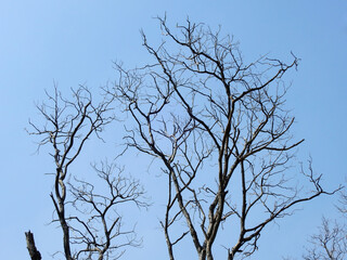 dry tree with blue sky background