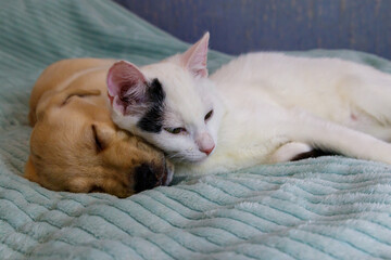 Fototapeta na wymiar Small cute labrador retriever puppy dog and young cat on a bed. Friendship of pets