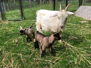 Fainting goat looking after her twin kids on a sunny day on the farm