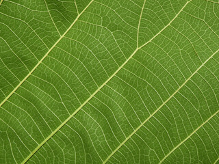 texture of green teak leaf