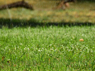 splash water drop of sprinkler on grass in the lawn