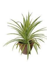 Green tree  and flowers in pots decoration isolated. on white background.