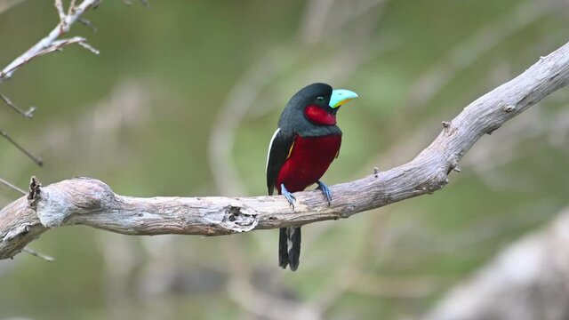 Black-and-red Broadbill, Cymbirhynchus macrorhynchos, Thailand; seen facing front as it looks from left to the right also chirping during a summer afternoon at the lake.