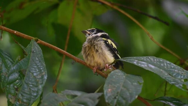 Black-and-yellow Broadbill, Eurylaimus ochromalus, Thailand; a fledgling balancing on a small branch turns its head to its right and then hops around to expose its back as seen in the forest.