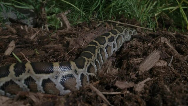 Burmese python baby crawling slithering in forest