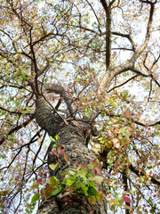 Fototapeta premium under the big bodhi tree with young leaf