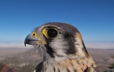 Closeup of male American Kestrel (Falco sparverius) at the Goshute Mountains, Nevada