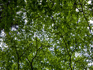 green leaves and sky