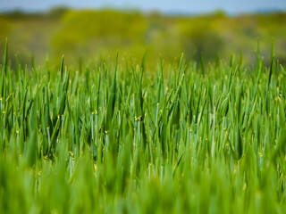 green grass in the wind