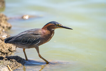 Green heron (Butorides striatus) stands on the shore of the lake. 