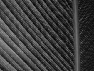 Obraz premium black leaves with line texture
