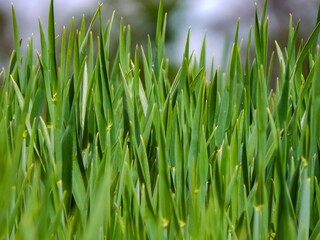 green grass with drops