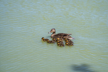 A female mallard (Anas platyrhynchos) with ducklings swimming on a lake.