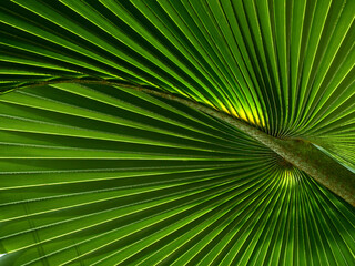 Obraz premium green palm leaf of tree in sunlight