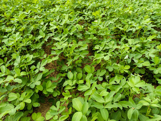 Obraz premium green leaves and stems peanuts beans background