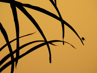 silhouette of grass with fly and orange sky at sunset - Powered by Adobe