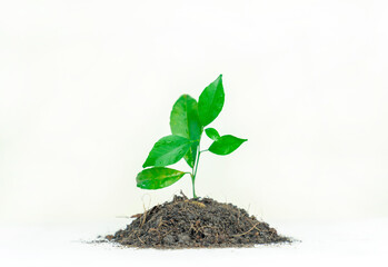 agriculture plant seeding growing.