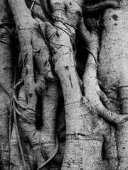 trunk of banyan tree, black and white style