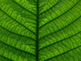close up fresh green leaf texture