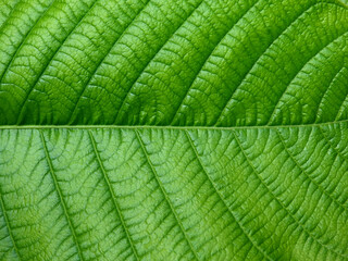 close up fresh green leaf texture