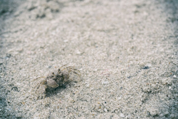 little white crab on sand closeup shot