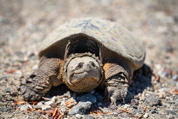 Close up of Common Snapping Turtle. Wildlife photography.	