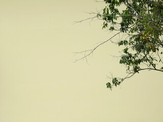 branch of tree with yellow wall background