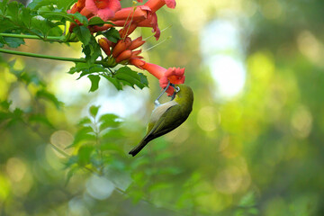 ノウゼンカズラの蜜を吸っているメジロ
