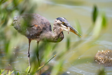 Great blue heron (Ardea cinerea) caught a small fish.