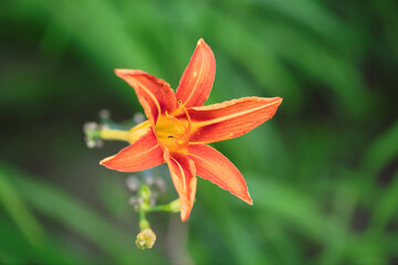 Hemerocallis flowers close-up
