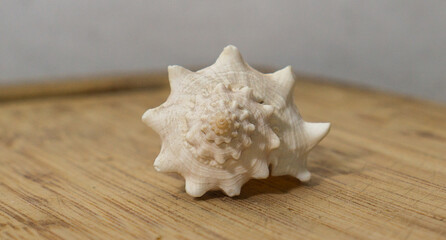 Caracol sobre tabla de madera