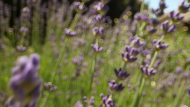 Macro perspective pulling out of lavender plant, bug perspective