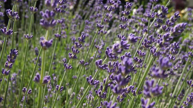 Medium shot of a lavender plant slowly swaying in the breeze.