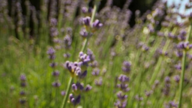 Macro perspective zooming through lavender plant, bug perspective