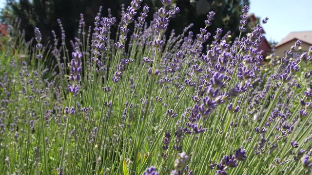 Wide shot pulling out of a lavender bush to reveal beautiful plant.