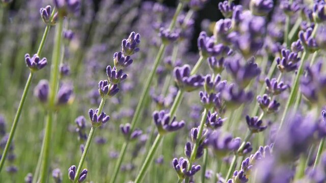 Macro shot of lavender plant moving slightly in the wind.