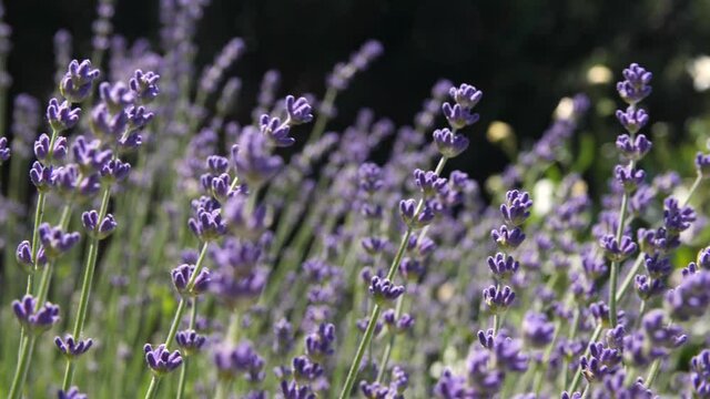 Static shot of lavender blowing in the wind