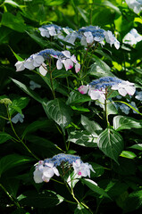 blue and white hydrangea flowers