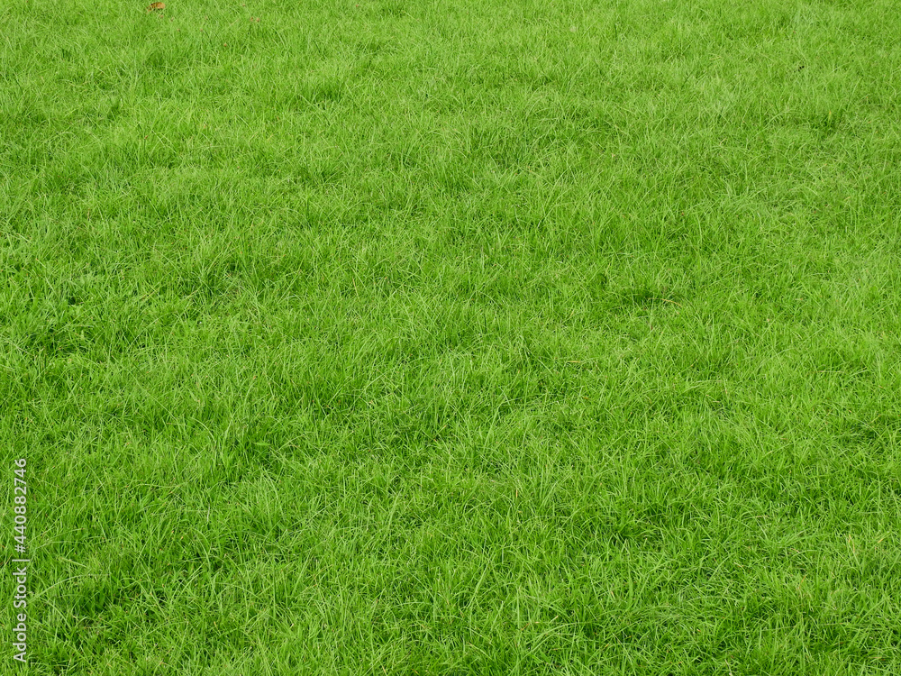 Canvas Prints green grass background, lawn texture