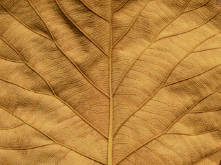 dry brown leaves texture ( teak leaves )