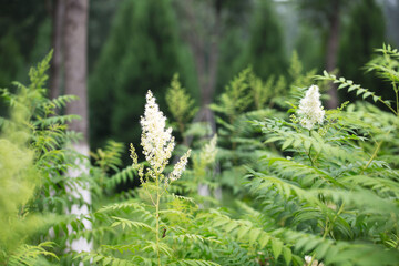 Pearl plum in the park