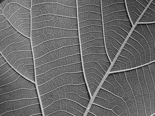 close up view gray leaves texture