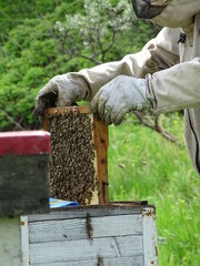 A lot of bees on the frame with honey from beehive
